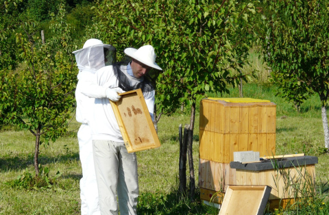 Na krajském úřadu se zabydlí živé včely 